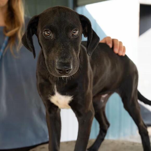 🐶 Playful, Gentle & Senior Dogs Ready for Adoption in Tacoma - NewsBreak