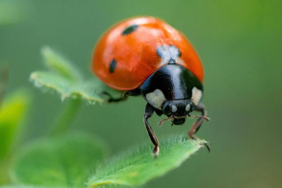 What Do You Call a Group of Ladybugs? The Answer Is Unbelievably Sweet ...