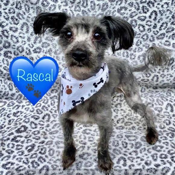 🐶 Sweet Small Dogs Waiting for Adoption in Chicago Ridge - NewsBreak