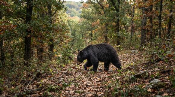 13 Predators That Quietly Returned to American Forests - NewsBreak