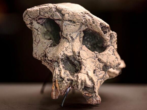 Fossil reveals the earliest evidence of human-like walking - NewsBreak