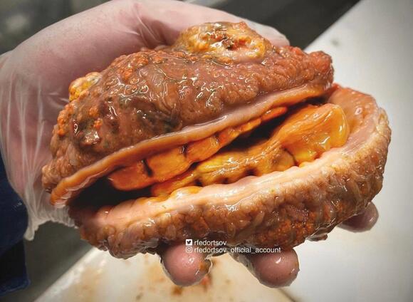 Bir Balıkçının Yakaladığı Tuhaf Canlılar 'Yavru Ejderha ve Burger' Gibi Görünüyor