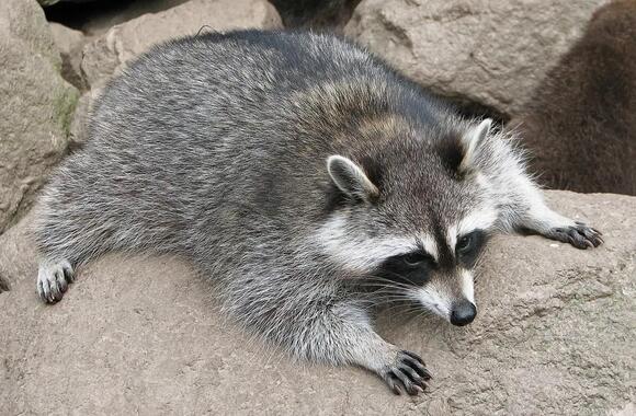 What Do You Call a Group of Raccoons? The Answer Is Oddly Watchful ...