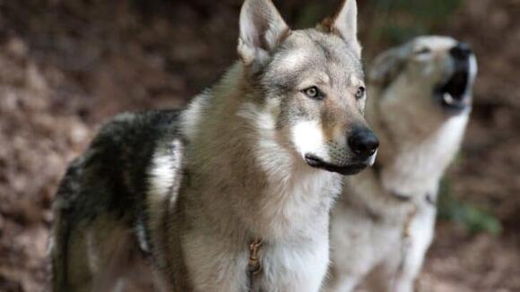 8 Things Wolves Do to Protect Their Pack And 2 They Risk Alone - NewsBreak