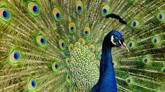 What Bird Reflects Your Zodiac Personality? - NewsBreak