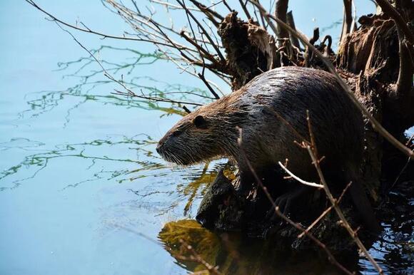 What Do You Call a Group of Beavers? The Answer Is More Wholesome Than ...