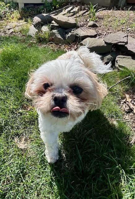 🐶 Playful & Loving Dogs Ready for Adoption in Fredericksburg - NewsBreak