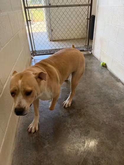 🐶 Sweet Paducah Dogs Waiting to Be Adopted Into Loving Homes - NewsBreak