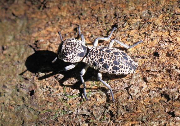 13 Animals That Can Survive Fire - NewsBreak
