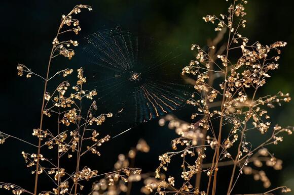 The Real Reason Spider Silk Is Stronger Than Steel, Pound for Pound ...