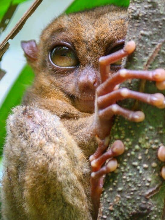 12 Animals That Evolved in Strange Ways - NewsBreak