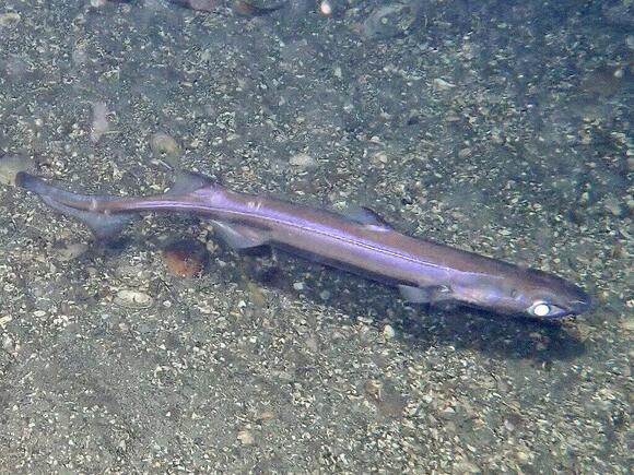 16 Sea Creatures That Glow in the Dark - NewsBreak