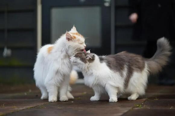 12 Behaviors That Prove Your Cat Chose You (Not the Other Way Around ... - Reducing Cat Stress With Milk Video