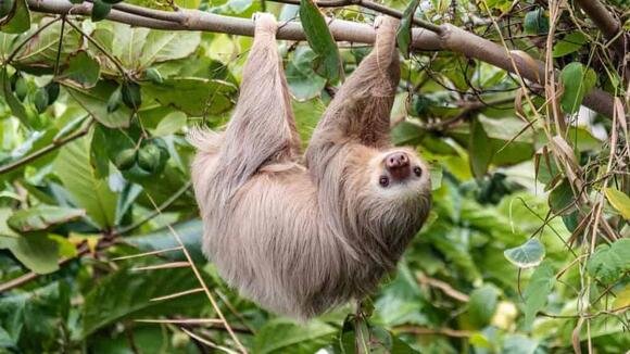 Why Sloths Spend Most of Their Lives Hanging Upside Down - NewsBreak