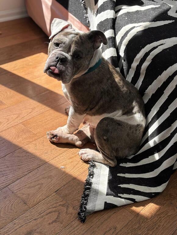 🐶 Playful, Gentle & Loyal Dogs Ready for Adoption in Philadelphia ...