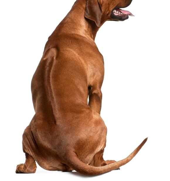 Rhodesian Ridgeback Growth Chart, Milestones, and Training Tips