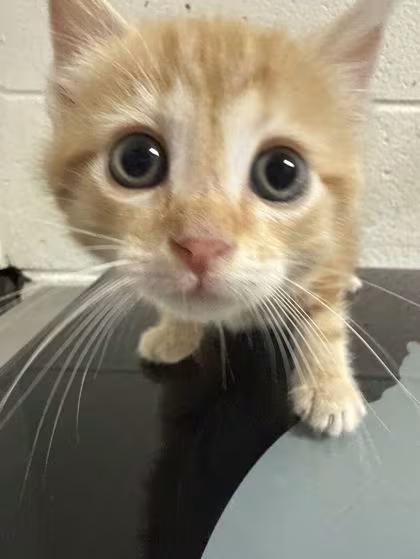 🐱 Playful & Gentle Cats Waiting for Adoption in Knoxville - NewsBreak