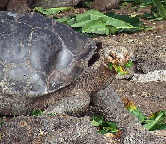 Galápagos Tortoise Celebrates 135th Birthday—and His First Father’s Day ...