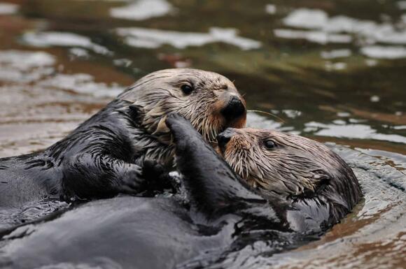 The Surprising Way Sea Otters Use Rocks as Tools - NewsBreak
