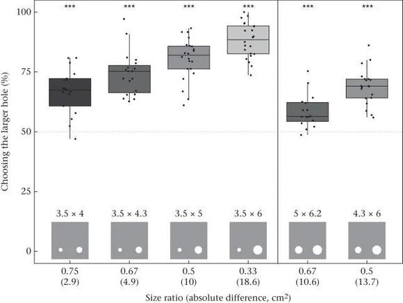 Axolotls Have a Surprisingly Clever Cognitive Ability, Even in Complete ...