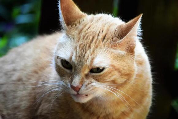 The Truth About Cat ‘Attacks’: They’re Often Misunderstood Invitations ...