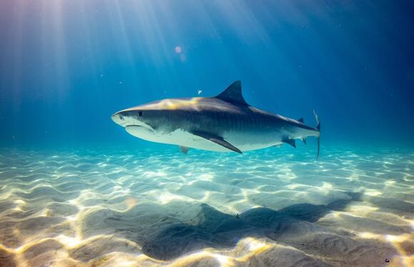 The One Thing That Scientists Just Discovered Can Repel Sharks - NewsBreak