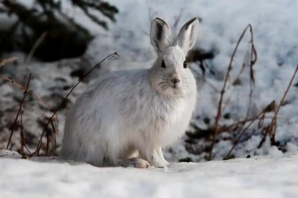 Rabbits in Washington State: Complete Guide to All 6 Native and ...