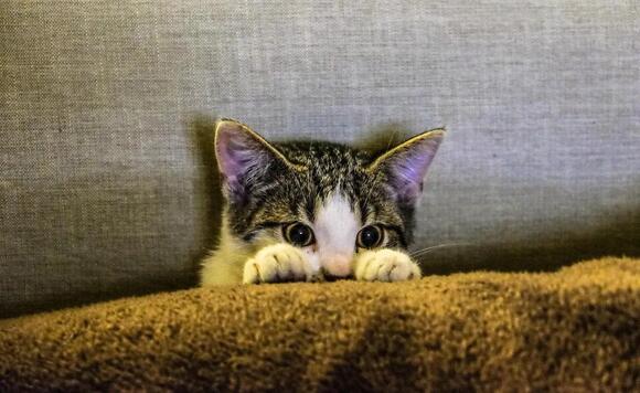 Is Your Cat Secretly a Master of Disguise? The Clues You’re Missing ...