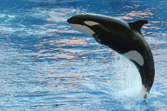 The Real Reason Orcas Are Called “Killer Whales” - NewsBreak