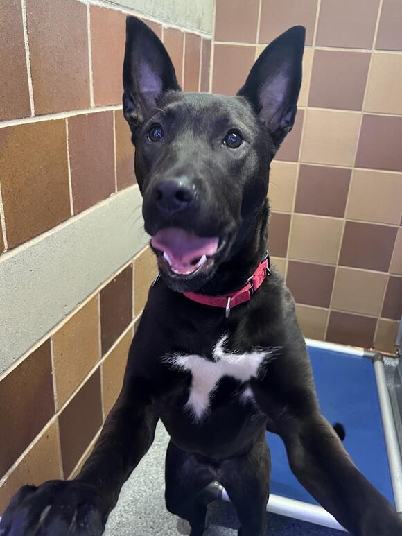 Terrier mix Bluey available for adoption - NewsBreak