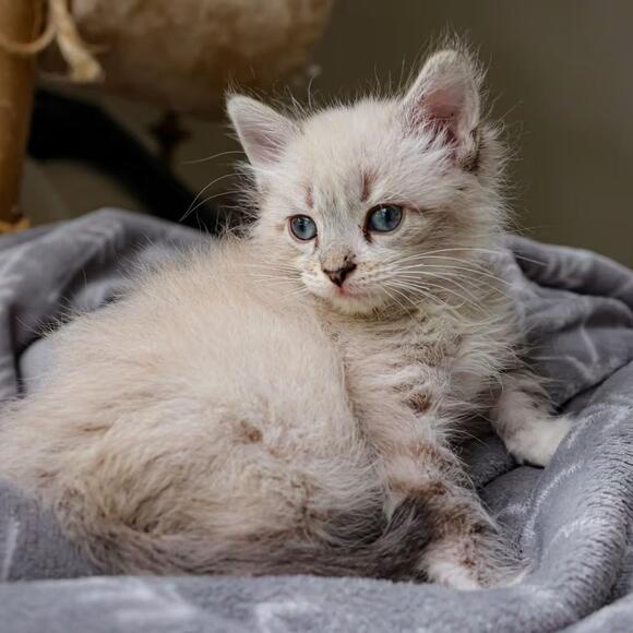 🐱 Fluffy Kittens Ready for Adoption in Kansas City - NewsBreak
