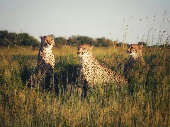How Big Cats Evolved Their Powerful Hunting Abilities - NewsBreak