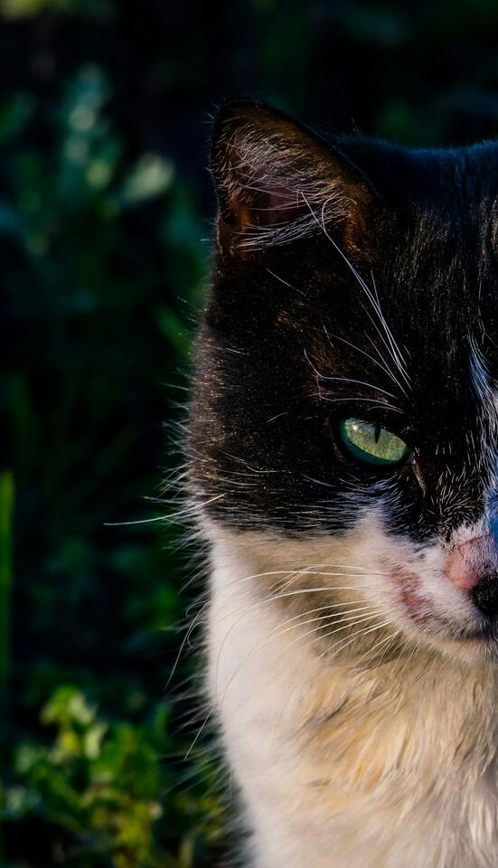 How to Support a Cat That’s Learning to Trust Again - NewsBreak