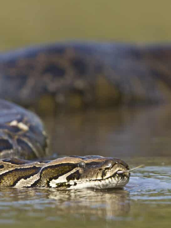 The 10 Most Snake-Infested Lakes and Rivers in the U.S.—And Why Their ...