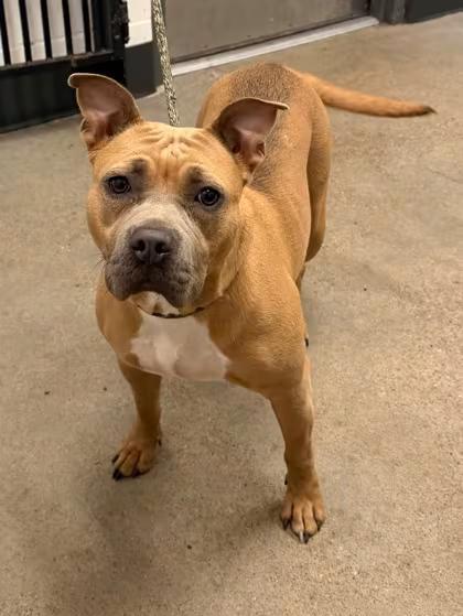 🐶 Playful, Loyal Dogs Ready for Adoption Around Cleveland - NewsBreak