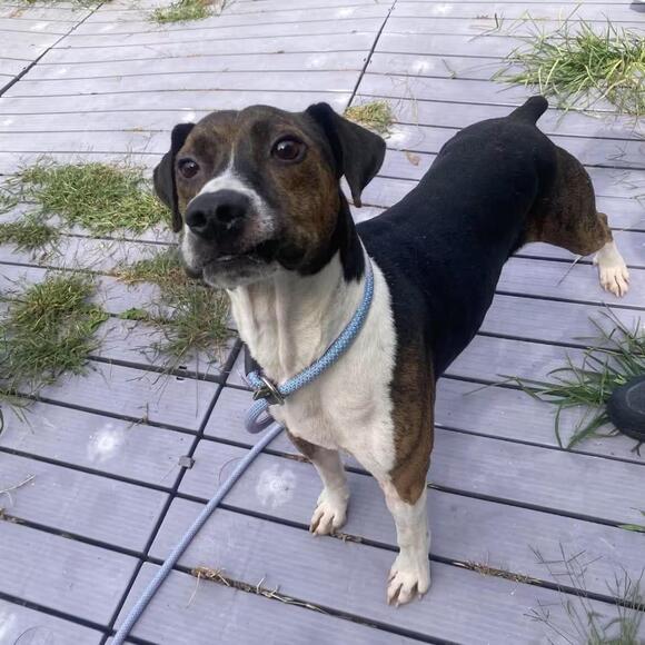 🐶 Playful and Loyal Dogs Ready for Adoption in Jacksboro - NewsBreak
