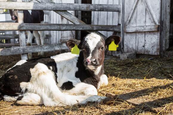 Why are calves taken away from dairy cows? - NewsBreak