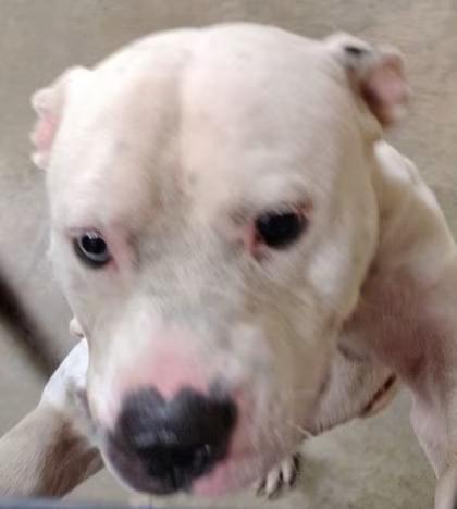 🐶 Loyal, Playful Dogs Waiting for Adoption in Louisville, OH - NewsBreak