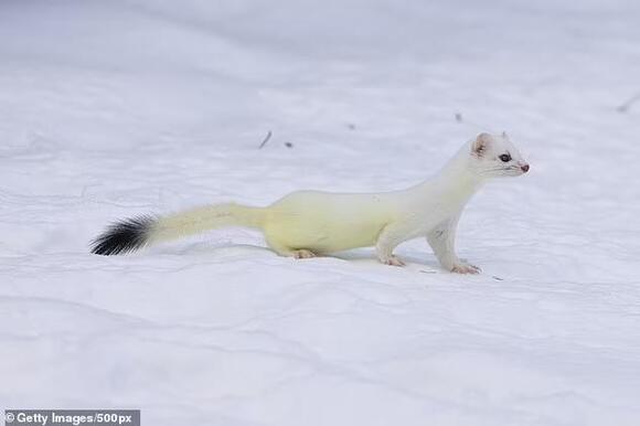 Reclusive razor-teethed creature known to carry deadly disease caught ...