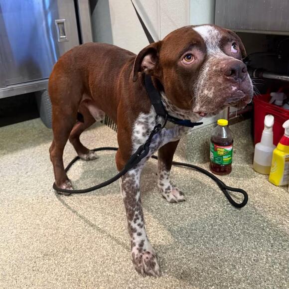 🐶 Playful, Gentle & Loyal Dogs Ready for Adoption in Pomona - NewsBreak