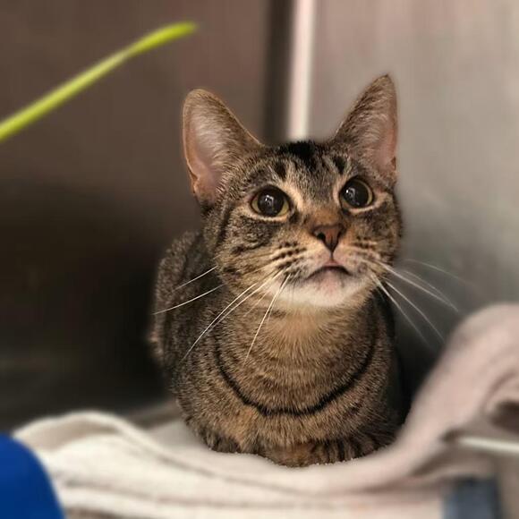 🐱 Playful, Gentle & Unique Cats Ready for Adoption in Davenport - NewsBreak