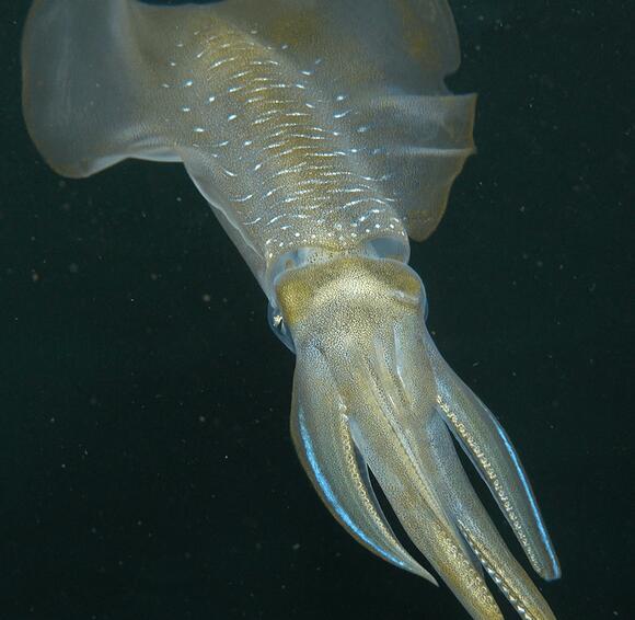 Ocean Acidification Could Shrink Squids’ Brains By Almost 50 Percent ...