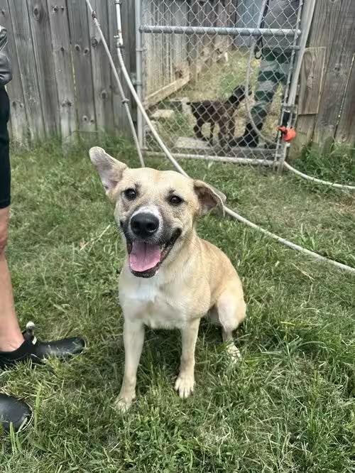 🐶 Playful, Loyal & Loving Dogs Ready for Adoption in Jackson - NewsBreak