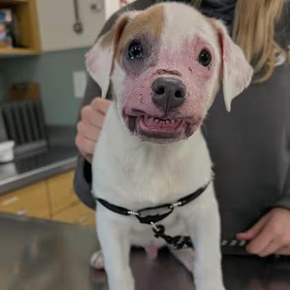 🐶 Playful, Snuggly Dogs Waiting for Adoption in Menands - NewsBreak