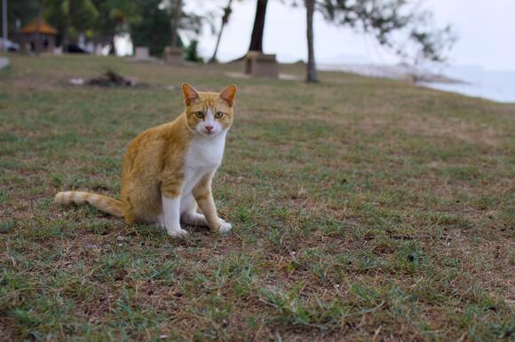 This Cat Found His Way Home After Missing For Seven Years - NewsBreak