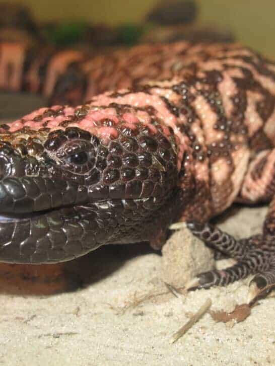 15 Lizards With Built In Superpowers - NewsBreak