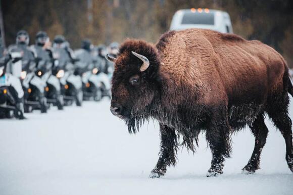 The Legal Protections That Saved Bison From Extinction - NewsBreak