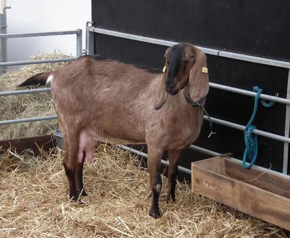 10 Largest Goat Breeds in The World - NewsBreak