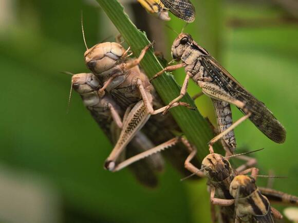 Largest Locust Ever Recorded - NewsBreak