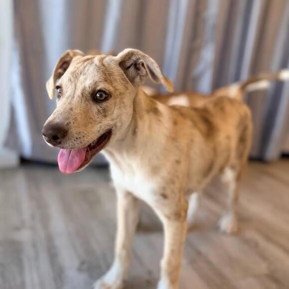 🐶 Playful Catahoula Mix Puppies Ready for Adoption in Green Bay - NewsBreak